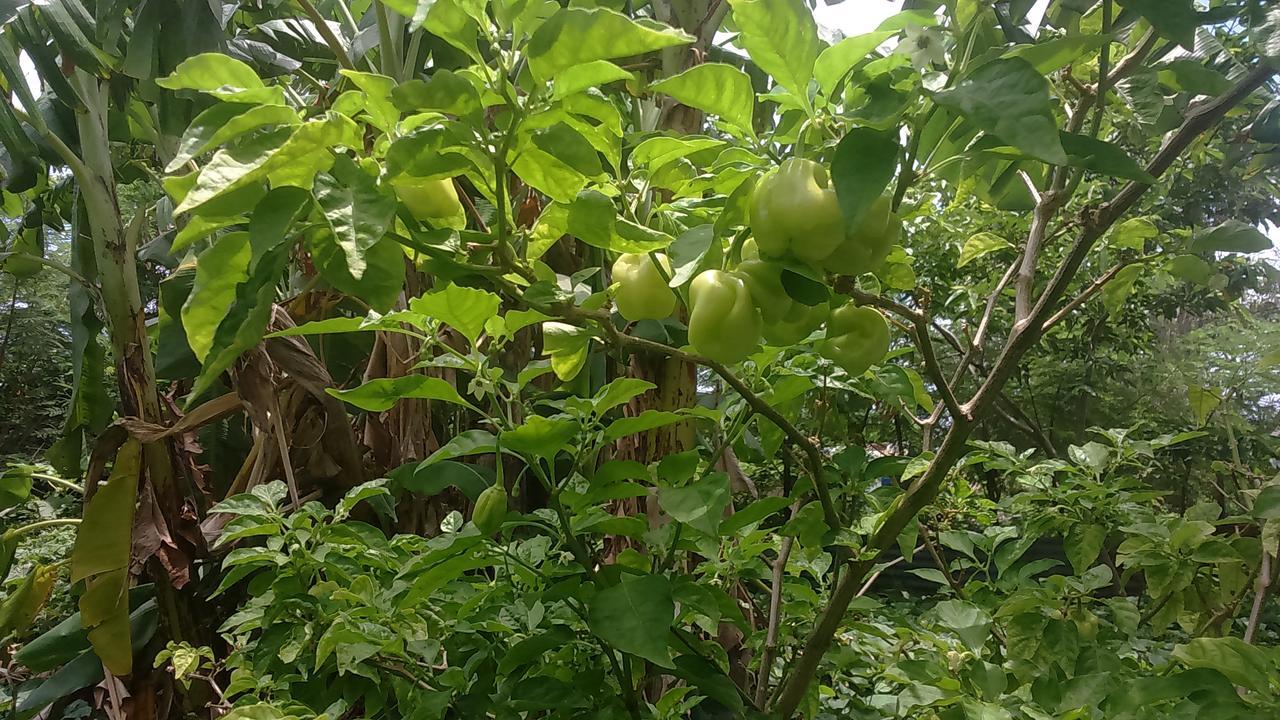 Posada Miss Portia Bahia Suroeste Bagian luar foto